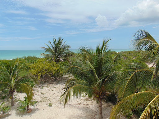 Sisal
