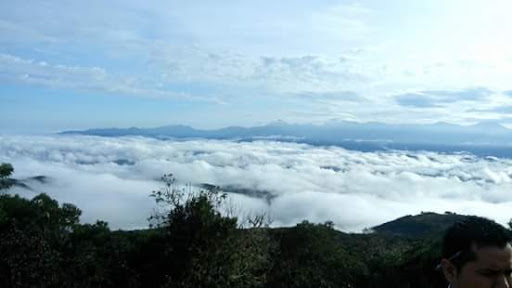 Purísima de Arista