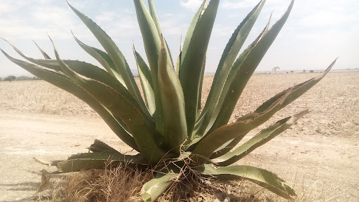 Matancillas