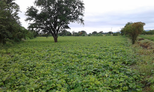 Rs14 La Soledad Morelos - Atlixco